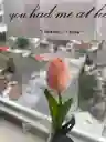 Tulipán En Bolsa Transparente – Detalle Sencillo Y Elegante