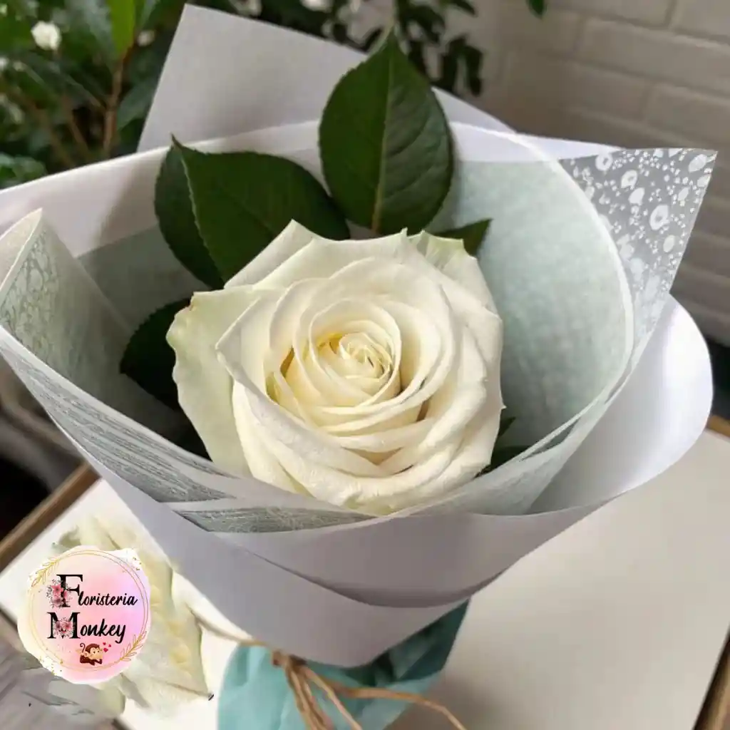 Rosa Blanca X1