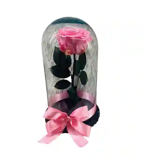 Rosa Preservada Rosada