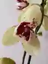 Orquídea Amarilla Con Puntos Fucsias X 1 Tallo