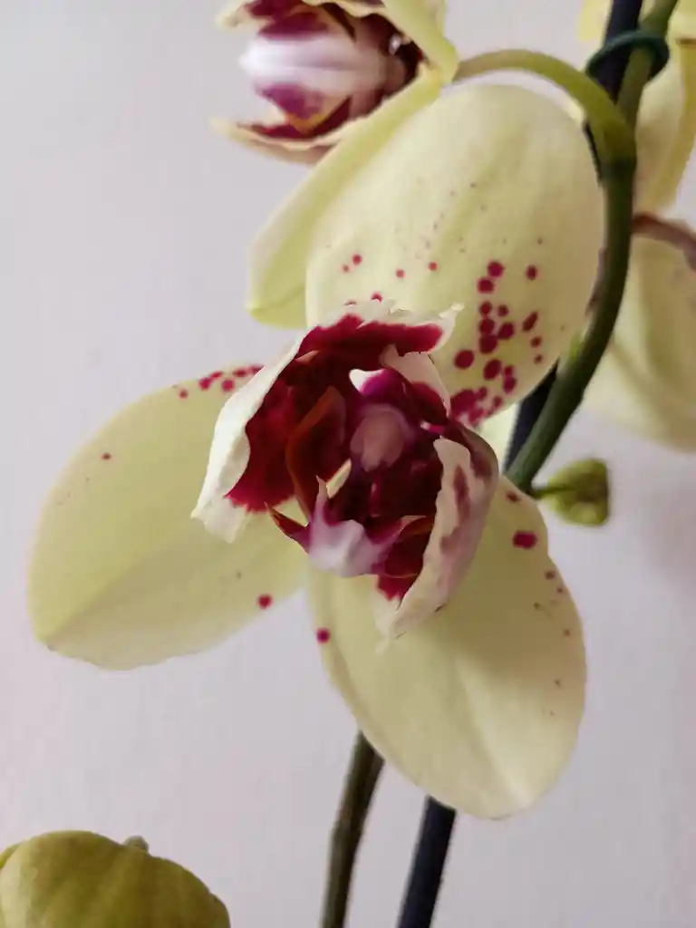Orquídea Amarilla Con Puntos Fucsias X 1 Tallo
