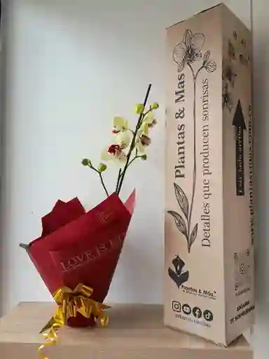 Orquídea Amarilla Con Puntos Fucsias X 1 Tallo