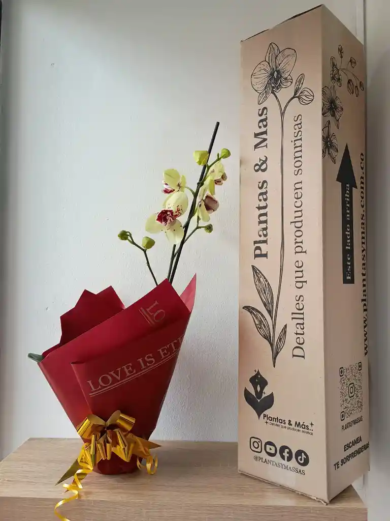 Orquídea Amarilla Con Puntos Fucsias X 1 Tallo