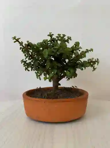 Bonsai Jade