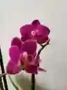 Orquidea Mini-morada Intensa X2tallos