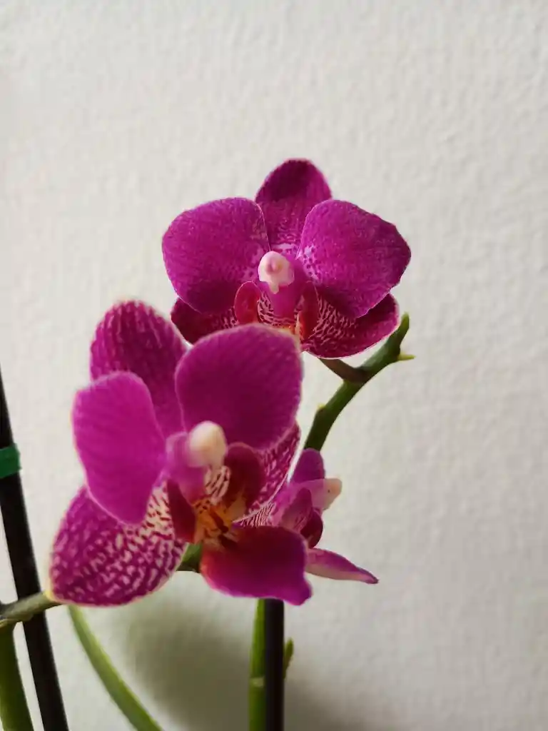 Orquidea Mini-morada Intensa X2tallos