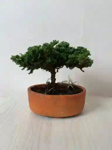 Bonsai Pino