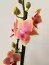Orquidea Mini-amarilla Con Vetas Fucsias X2 Tallos