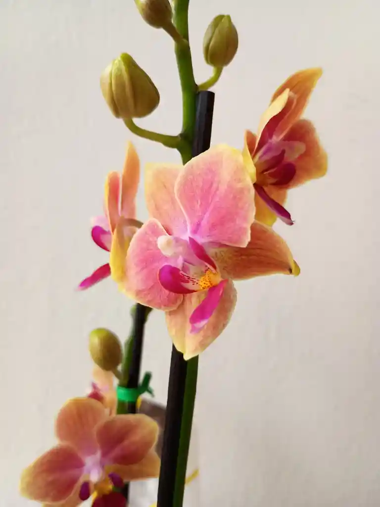Orquidea Mini-amarilla Con Vetas Fucsias X2 Tallos
