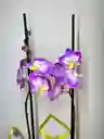 Orquidea Blanca Con Borde Fucsia X2 Tallos