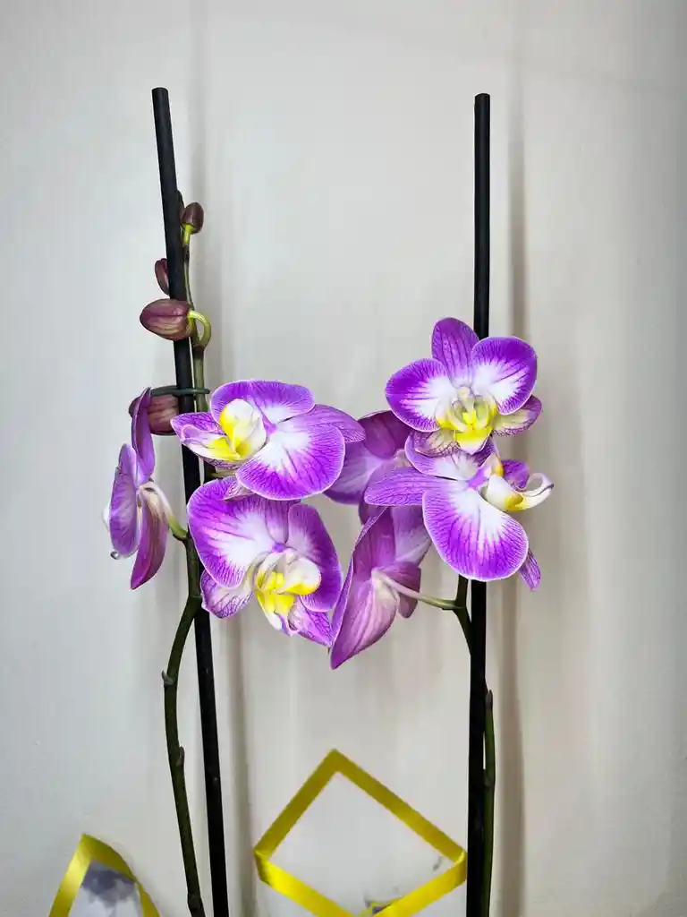 Orquidea Blanca Con Borde Fucsia X2 Tallos