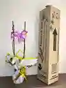 Orquidea Blanca Con Borde Fucsia X2 Tallos