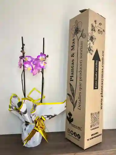Orquidea Blanca Con Borde Fucsia X2 Tallos