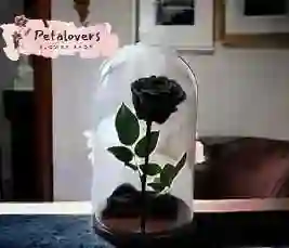 Rosa Preservada Negra