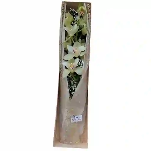 Caja Con Vara De Orquídea Cimbidium