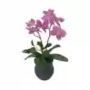 Orquídea Artificial 33 Cm Marres 17-0003 -fucsia