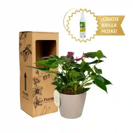 Arreglo Floral Dm De Anturios Medianos Morado