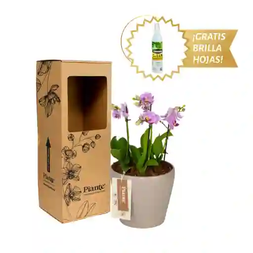 Arreglo Floral Dm De Orquídeas Mini Premium Rosado