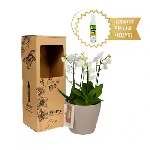 Arreglo Floral Dm De Orquídeas Mini Premium Blanco