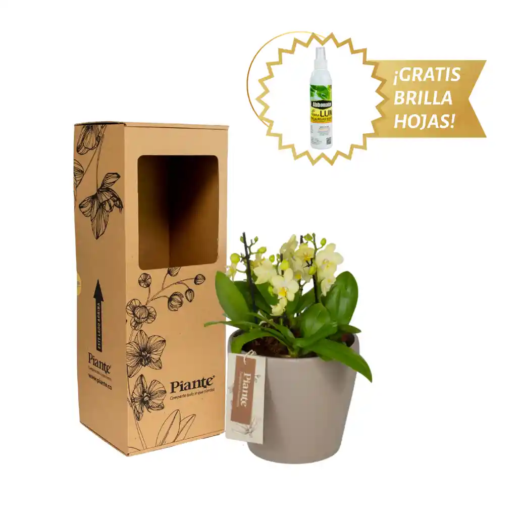 Arreglo Floral Dm De Orquídeas Mini Premium Amarillo