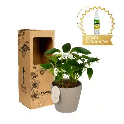 Arreglo Floral Dm De Anturios Medianos Blanco
