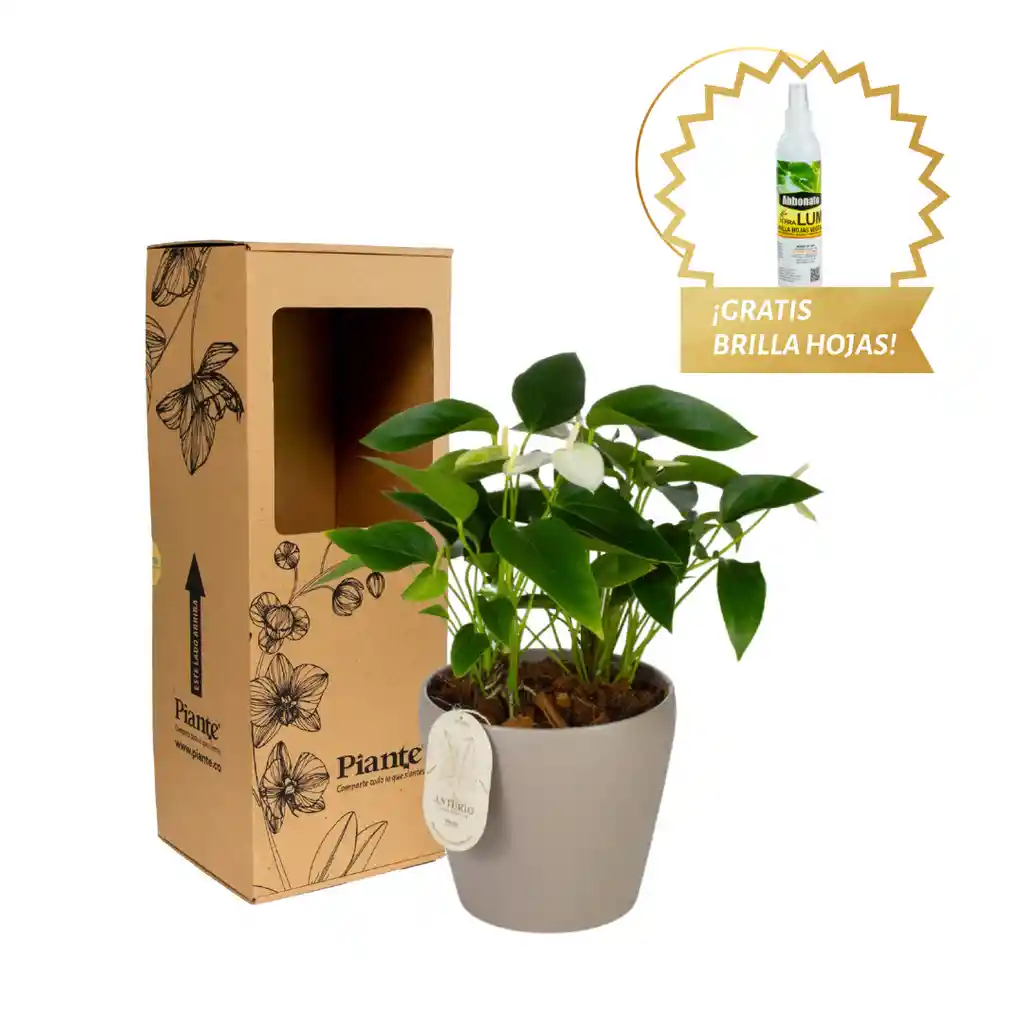 Arreglo Floral Dm De Anturios Medianos Blanco