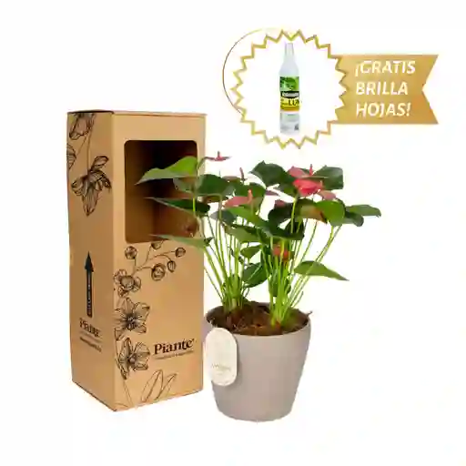 Arreglo Floral Dm De Anturios Medianos Rosado