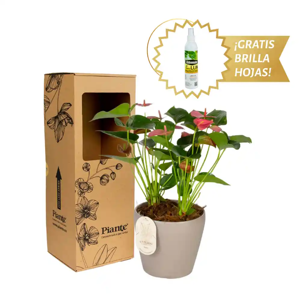 Arreglo Floral Dm De Anturios Medianos Rosado