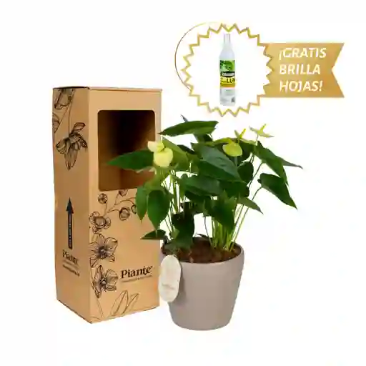 Arreglo Floral Dm De Anturios Medianos Amarillo