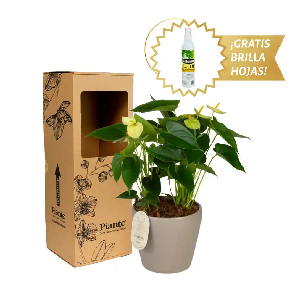 Arreglo Floral Dm De Anturios Medianos Amarillo