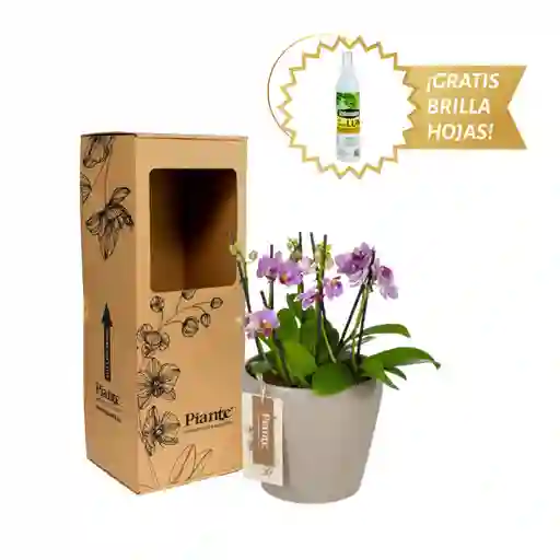 Arreglo Floral Dm De Orquídeas Mini Supreme Rosado
