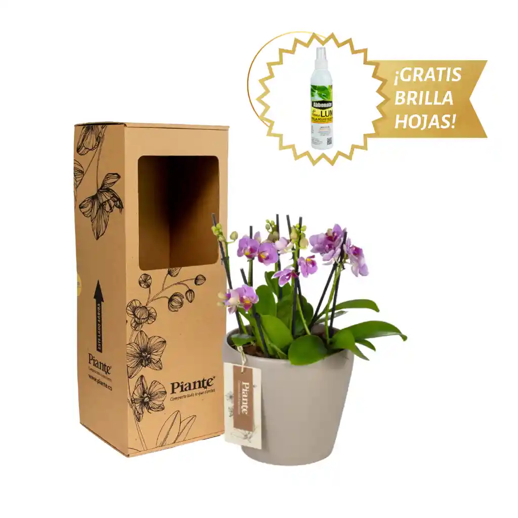 Arreglo Floral Dm De Orquídeas Mini Supreme Rosado