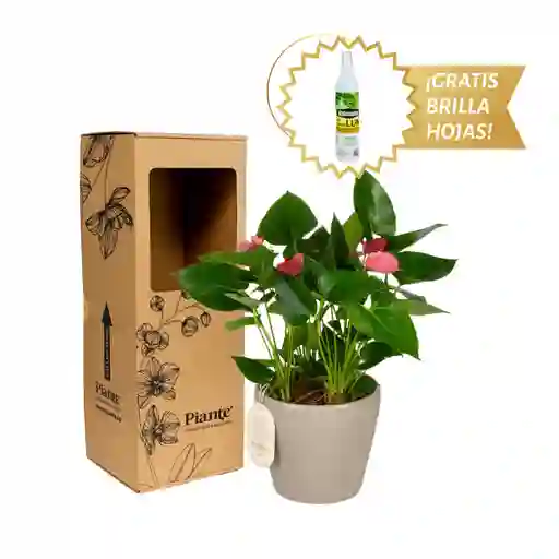 Arreglo Floral Dm De Anturios Mini Rosado