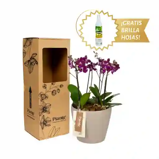 Arreglo Floral Dm De Orquídeas Mini Premium Morado