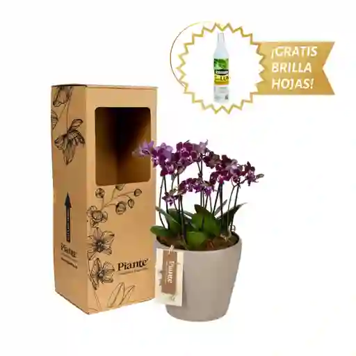 Arreglo Floral Dm De Orquídeas Mini Supreme Morado