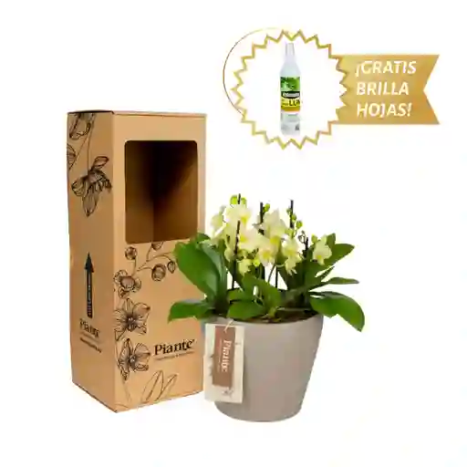 Arreglo Floral Dm De Orquídeas Mini Supreme Amarillo