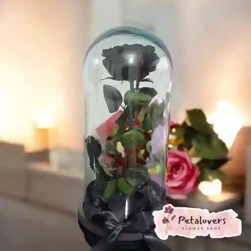 Rosa Negra Preservada En Cúpul