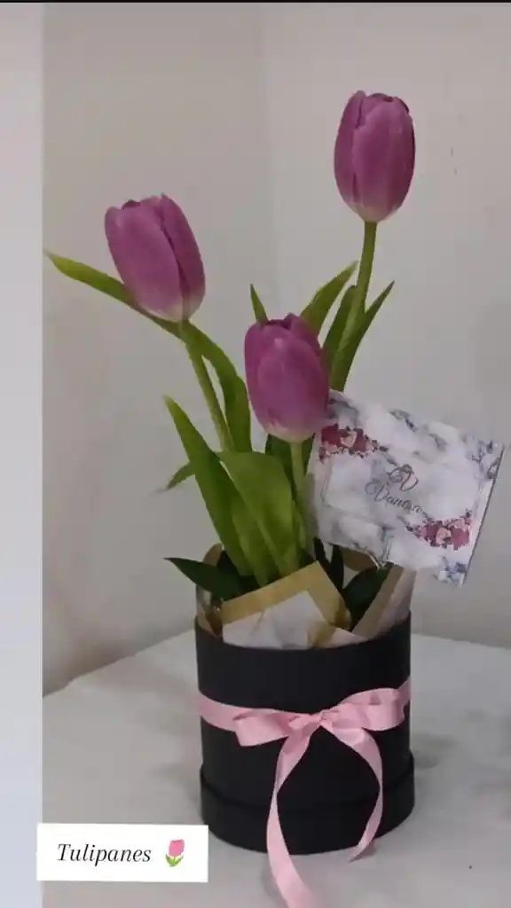 Box Tulipan