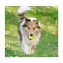 Paquete De 3 Mini Pelotas De Tenis Para Jugar Con Perros-bl04