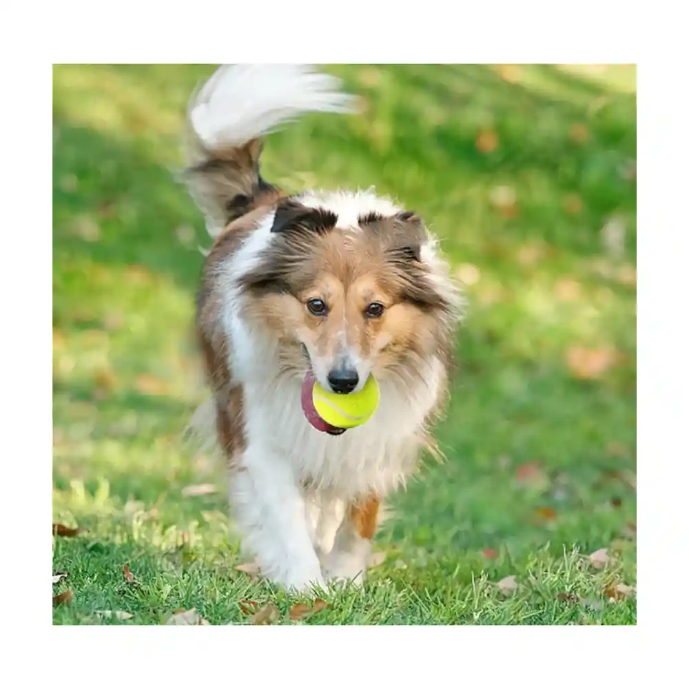 Paquete De 3 Mini Pelotas De Tenis Para Jugar Con Perros-bl04