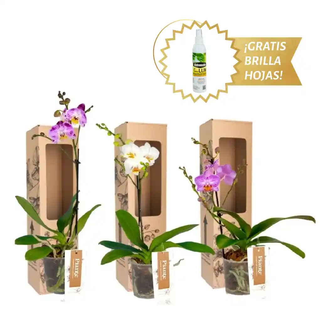 Combo X3 Orquídeas Midi Premium En Matera De Cultivo
