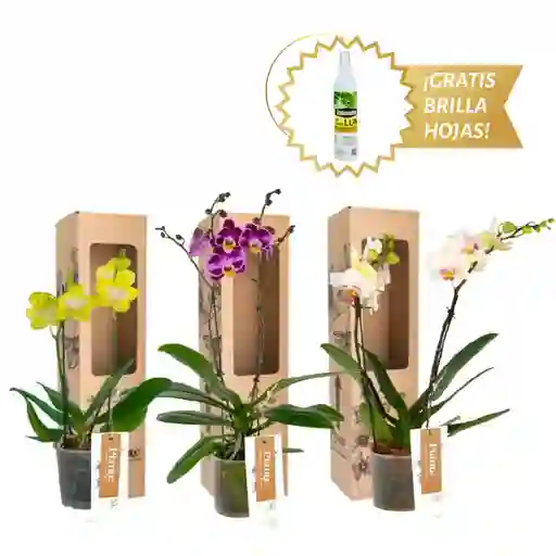 Combo X3 Orquídeas Midi Supreme En Matera De Cultivo