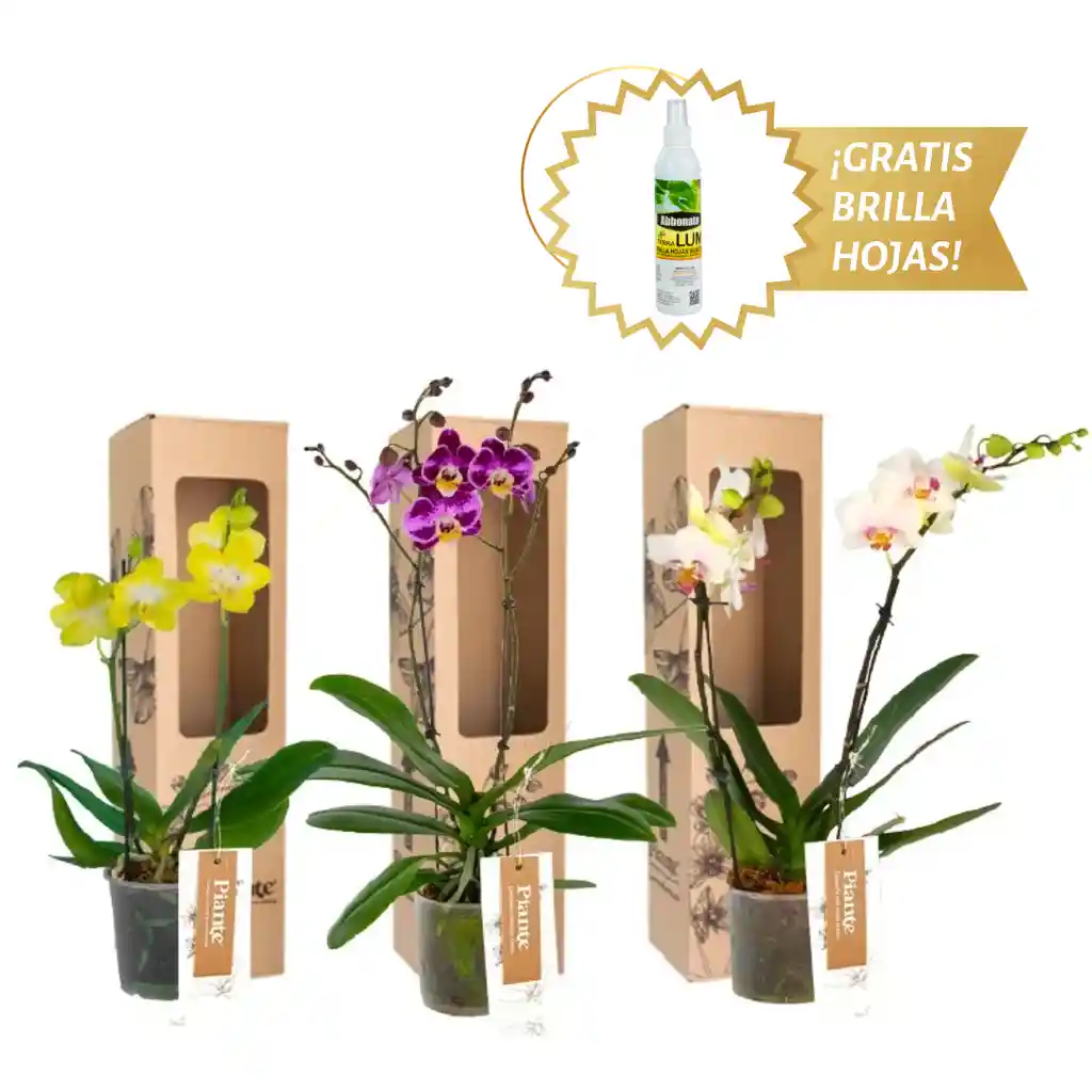 Combo X3 Orquídeas Midi Supreme En Matera De Cultivo