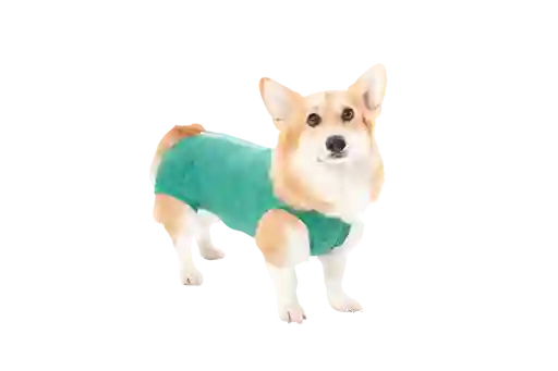 Faja Post Quirugica Cirugias Abdominales Para Perro Macho Y Hembra Color Verde Talla 14 Pacientes 45 A 53 Kg