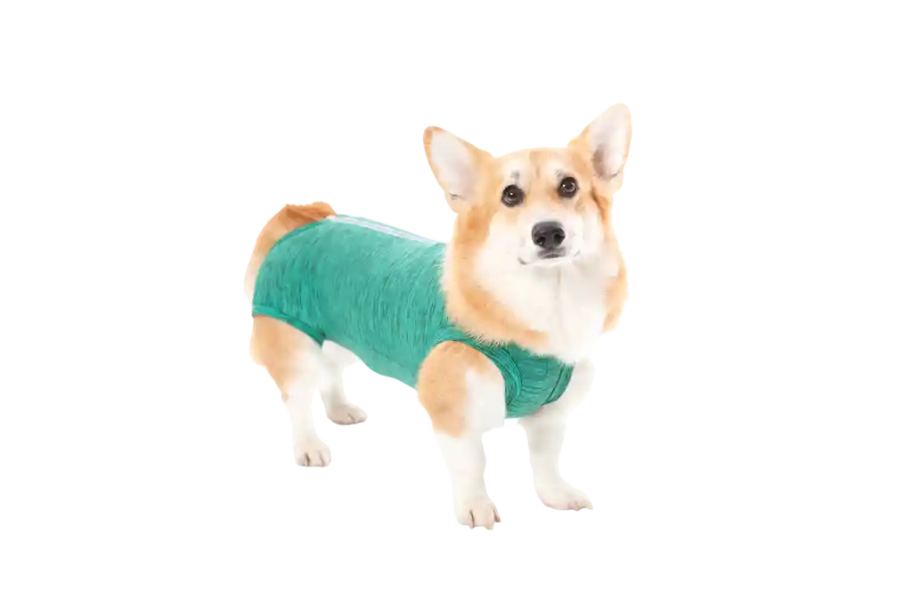 Faja Post Quirugica Cirugias Abdominales Para Perro Macho Y Hembra Color Verde Talla 15 Pacientes 56 A 65 Kg