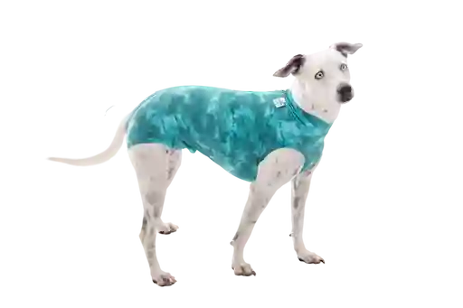 Faja Post Quirugica Cirugias Abdominales Dry Ligth Para Perro Macho Y Hembra Color Verde Talla 2 Pacientes 2.5 A 3.5 Kg