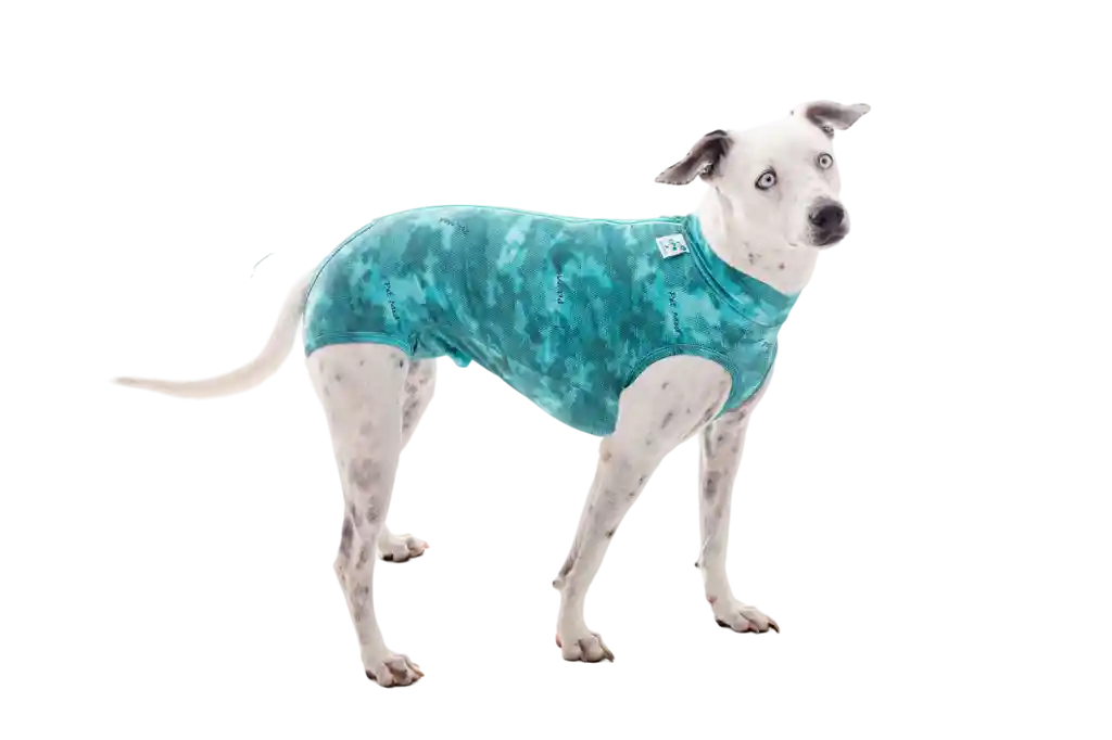 Faja Post Quirugica Cirugias Abdominales Dry Ligth Para Perro Macho Y Hembra Color Verde Talla 8 Pacientes 13 Kg A 16 Kg