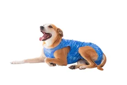 Faja Post Quirurgica Castracion Dry Ligth Para Perro Macho Color Azul Talla 7 Pacientes 10 A 13 Kg