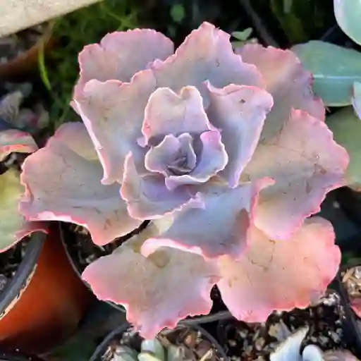 Suculenta Exotica Violacina