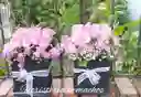 Cajitas Armonia